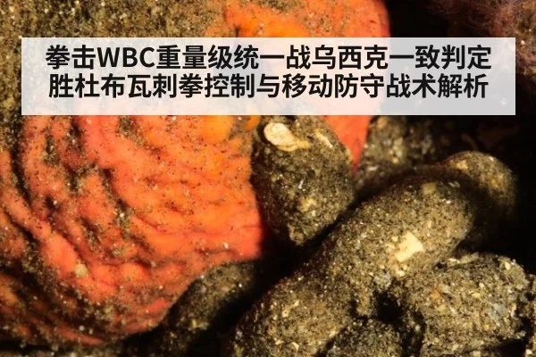 拳击WBC重量级统一战乌西克一致判定胜杜布瓦刺拳控制与移动防守战术解析